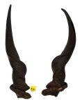 Elandhörnerpaar männlich 82cm
