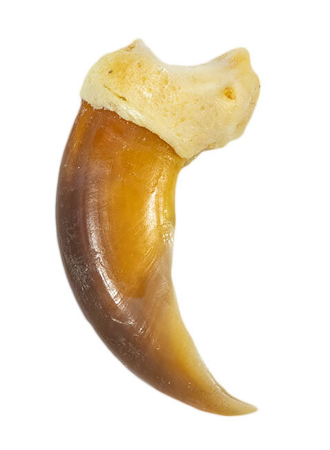 Eisbärkralle 8,2cm