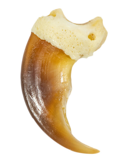 Eisbärkralle 8,7cm