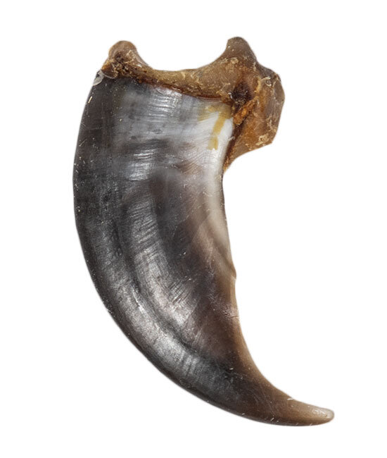 Eisbärkralle 8cm