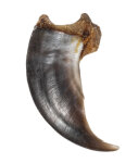 Eisbärkralle 8cm