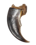 Eisbärkralle 7,5cm
