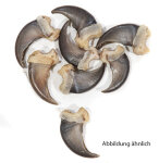 Schwarzbärkrallen 4cm