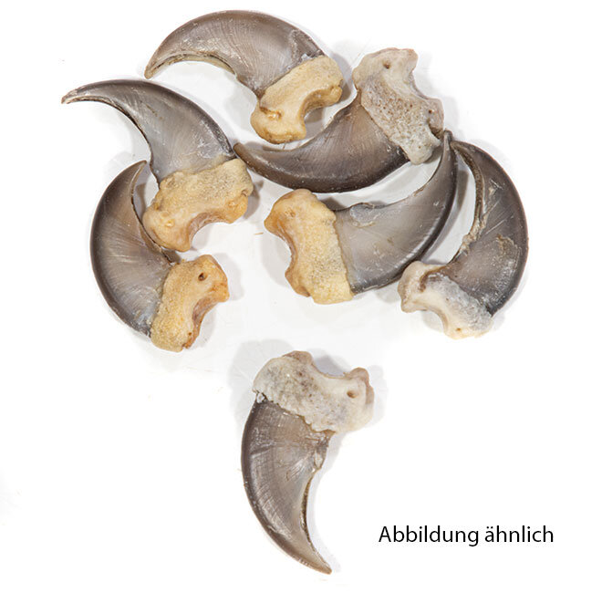 Schwarzbärkrallen 4,5cm