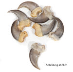 Schwarzbärkrallen 4,5cm