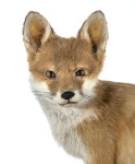 Rotfuchs Präparat