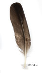 Steinadler Feder 34cm