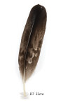 Steinadler Feder 32cm