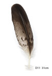 Steinadler Feder 31cm