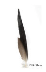 Steinadler Feder 31cm