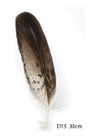 Steinadler Feder 29cm