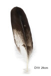 Steinadler Feder 35cm