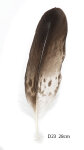 Steinadler Feder 28cm