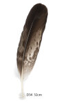 Steinadler Feder 32cm