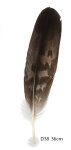Steinadler Feder 36cm