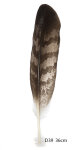 Steinadler Feder 36cm