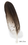 Steinadler Feder 27cm