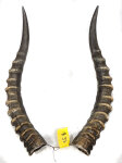 Blessbockhörner männl. 43cm