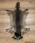 Waschbärfell XXL