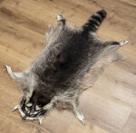 Waschbärfell XXL