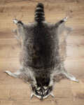 Waschbärfell XXL