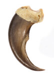 Schwarzbärkralle 7cm