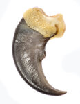 Schwarzbärkralle 6,5cm