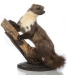 Baummarder Präparat