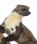 Baummarder Präparat