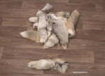Golden Island Fuchsschwanz 40cm