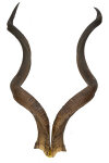 Kuduhörner 127cm