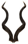Kuduhörner 121cm