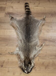 Waschbärfell XXL