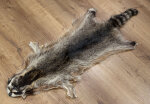 Waschbärfell XXL