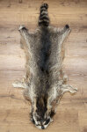 Waschbärfell XXL