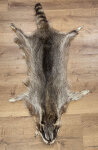 Waschbärfell XXL