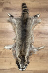 Waschbärfell XXL