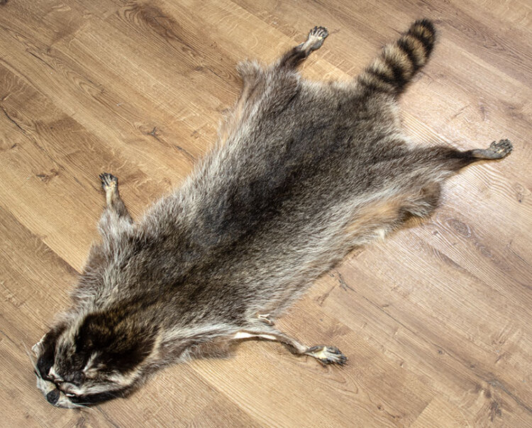 Waschbärfell XXL