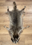 Waschbärfell XXL