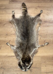 Waschbärfell XXL