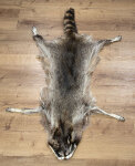Waschbärfell XXL