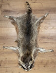 Waschbärfell XL