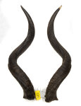 Kuduhörner 74cm