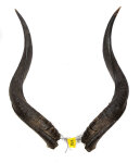 Kuduhörner 61cm