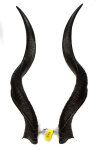 Kuduhörner 82cm