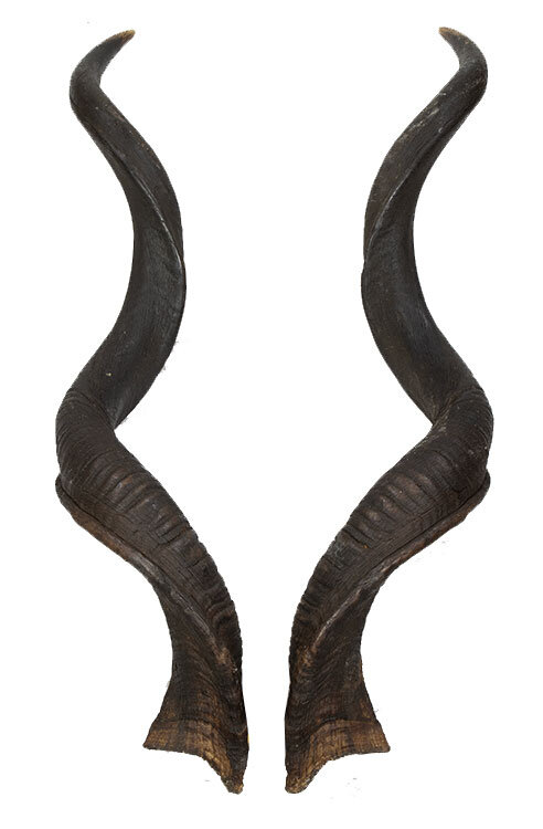 Kuduhörner 111cm