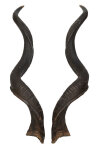 Kuduhörner 111cm