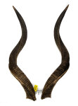 Kuduhörner 86cm