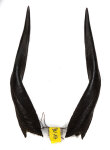 Buschbockhörner 38cm
