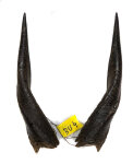 Buschbockhörner 28cm